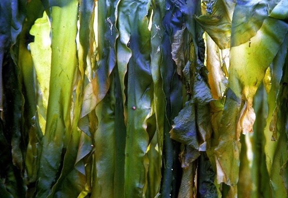 Kombu – Laminaria japonica