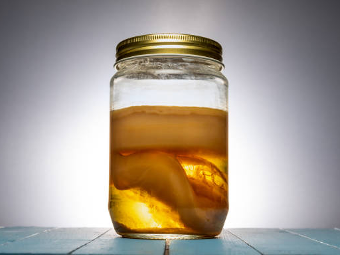 Kombucha – Teepilz
