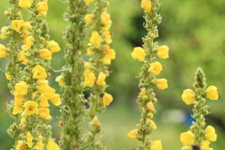 Königskerze großblütige – Verbascum densiflorum