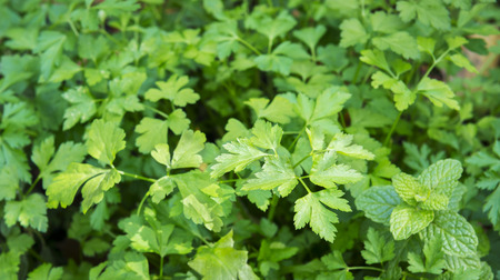Koriander – Coriandrum sativum