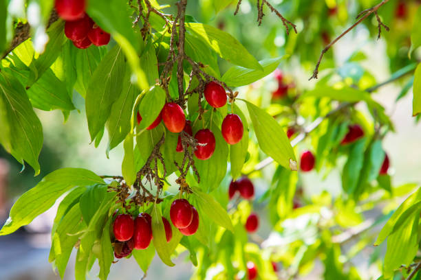 Kornelkirsche – Cornus mas