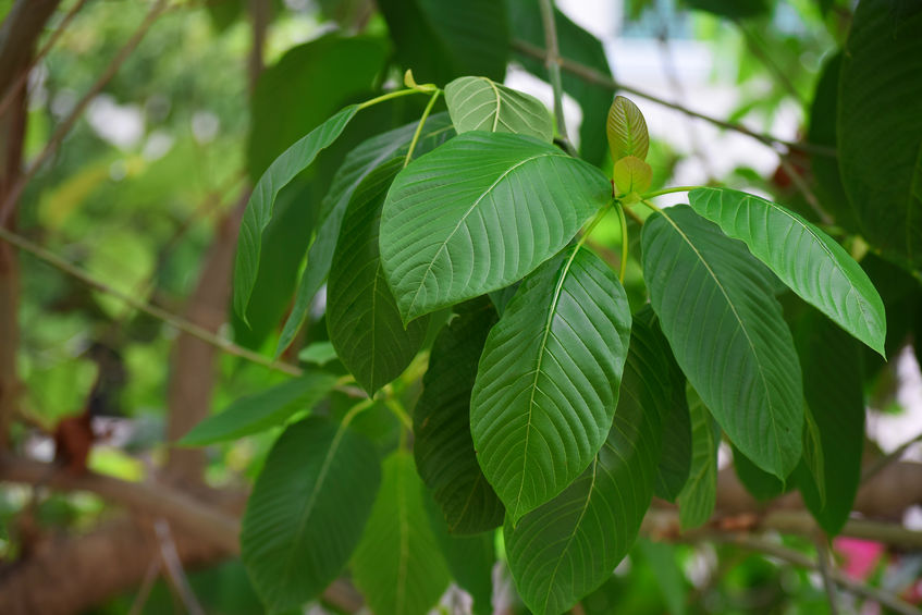 Kratom – Mitragyna speciosa