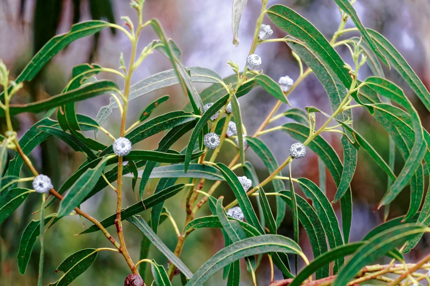 Kugel-Eukalyptus – Eukalyptus globulus