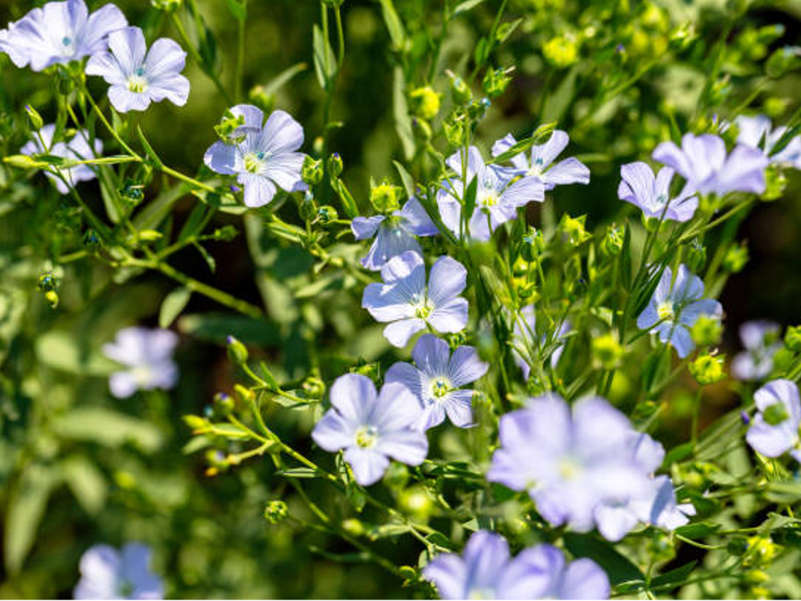 Lein – Linum usitatissimum