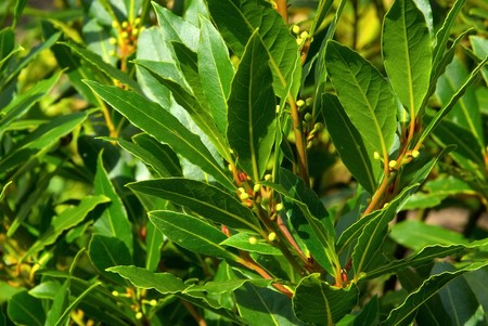 Lorbeerblatt – Laurus nobilis