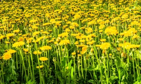 Löwenzahn – Taraxacum officinale