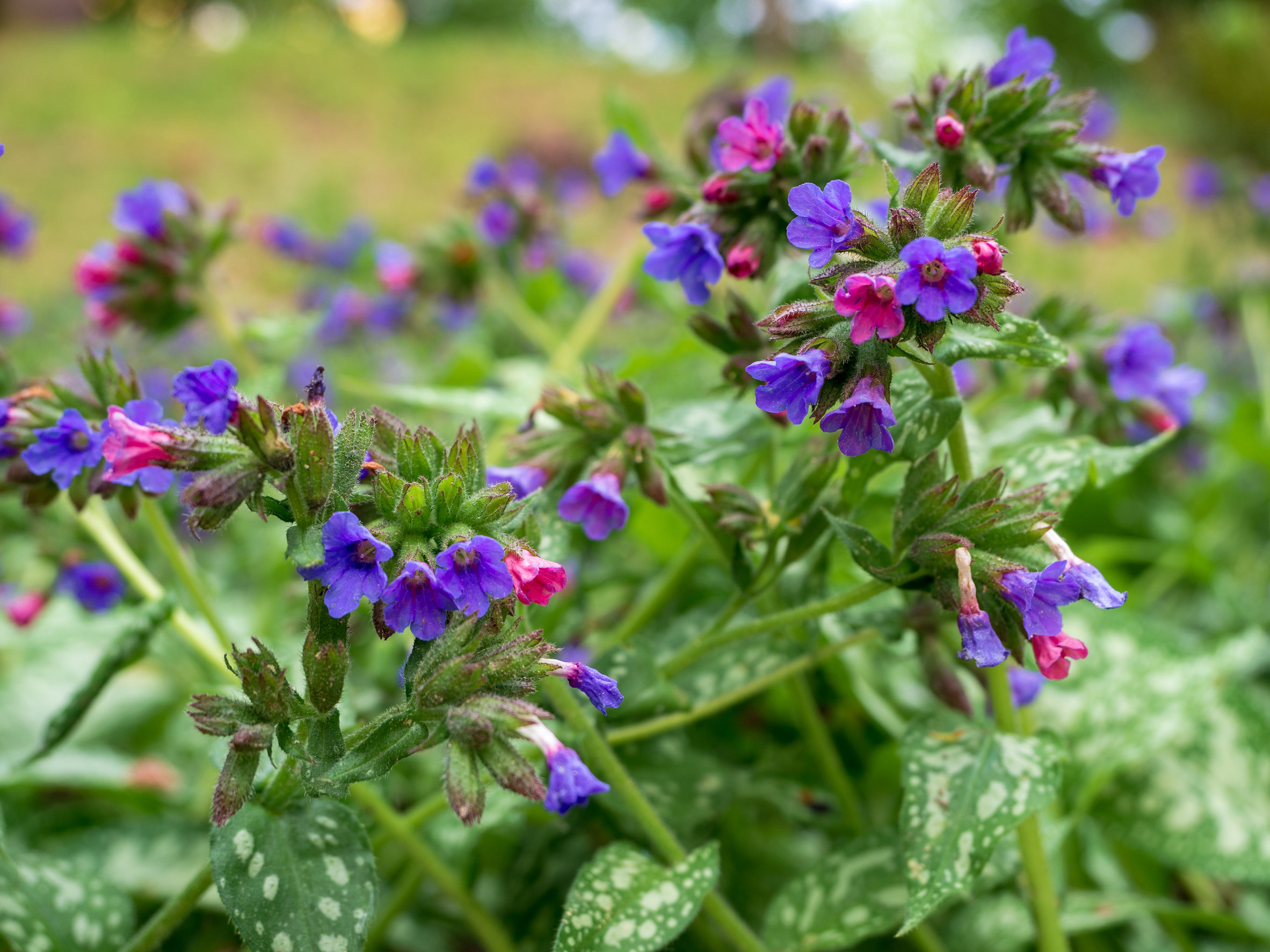 Lungenkraut – Pulmonaria officinalis