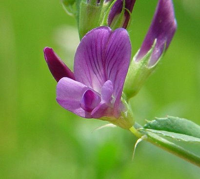 Luzerne – Medicago sativa