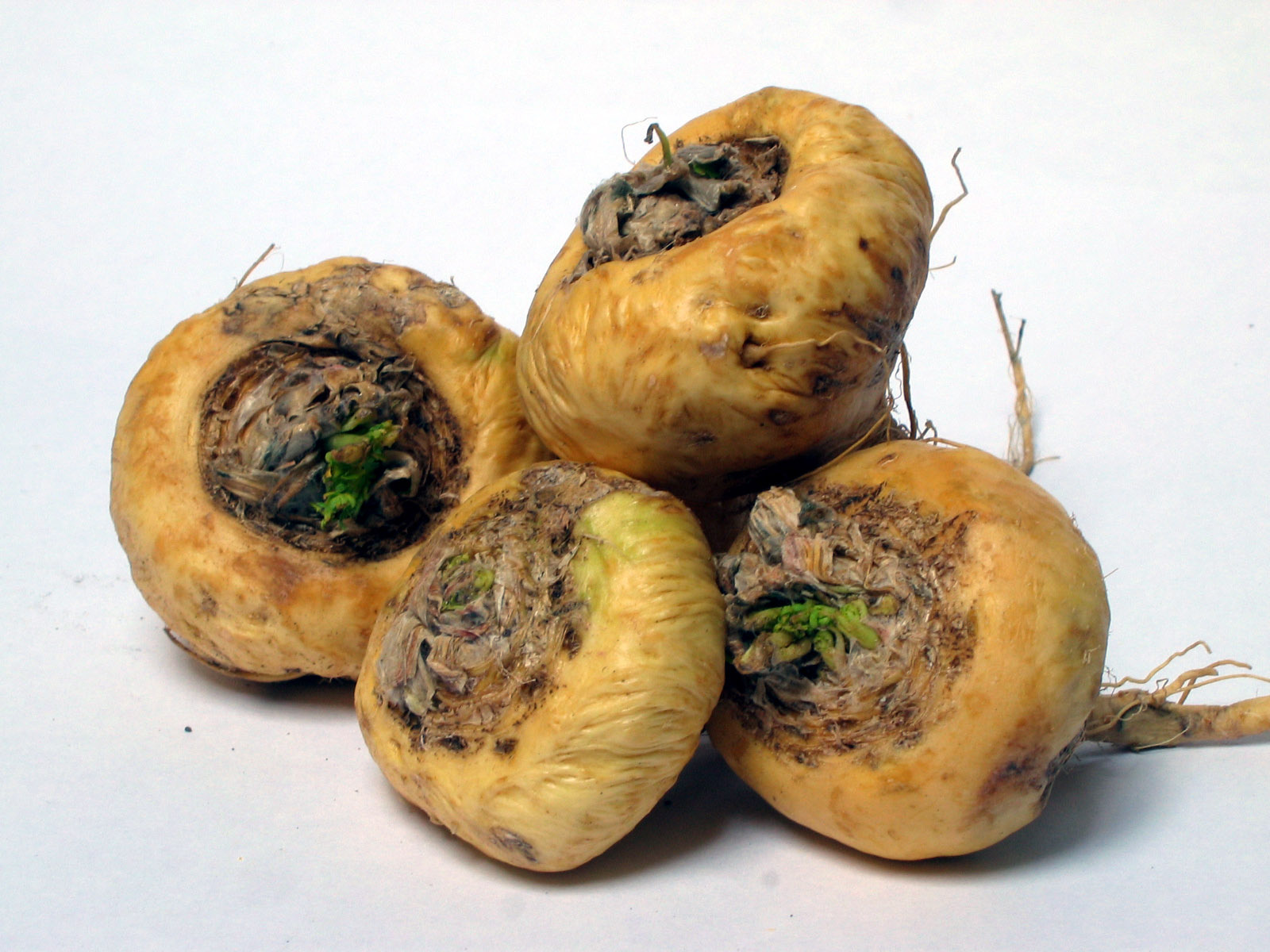 Maca – Lepidium meyenii