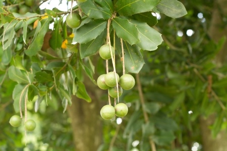 Macadamianuss – Macadamia