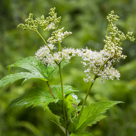 Mädesüß – Filipendula ulmaria