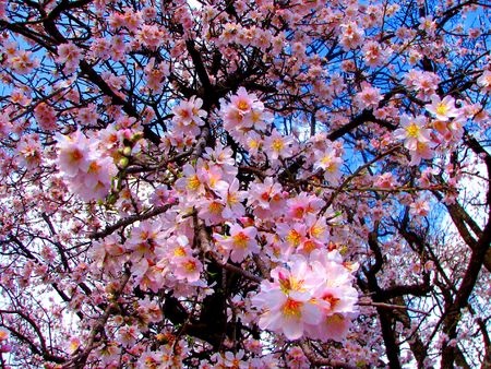 Mandel – Prunus dulcis