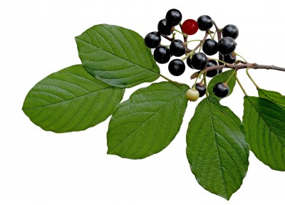 Maqui-Beere – Aristotelia chilensis