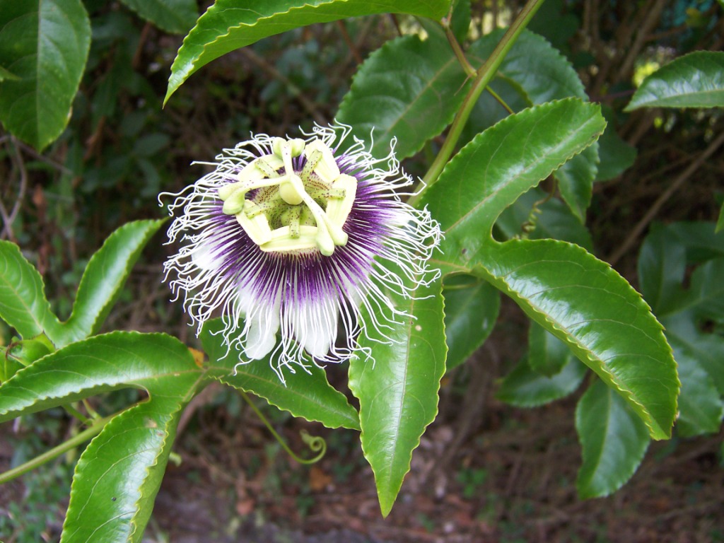Maracuja – Passiflora edulis