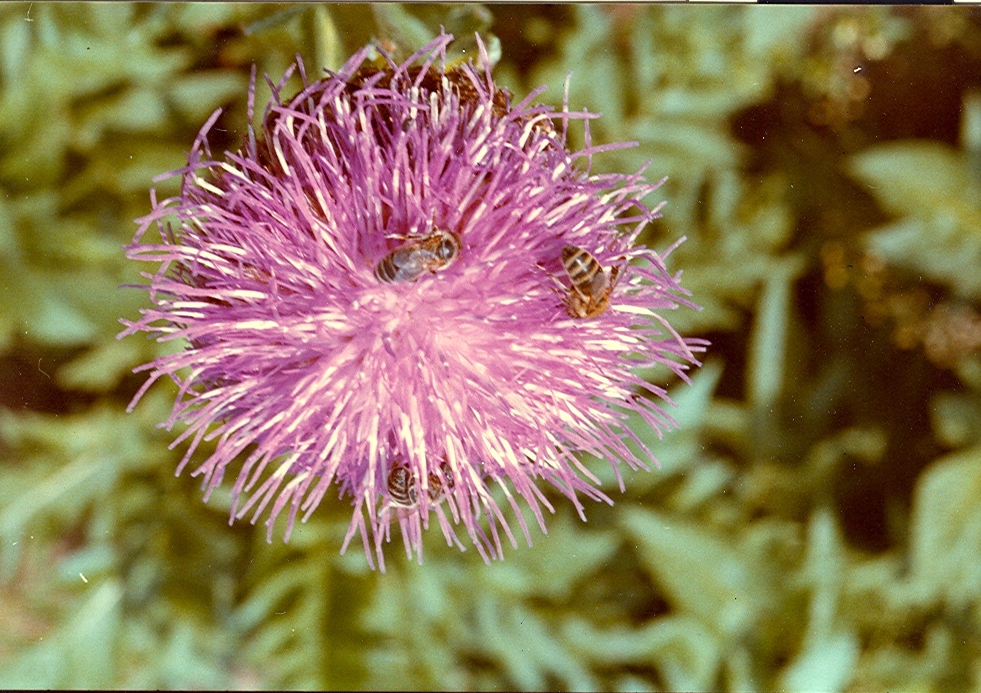 Maral – Leuzea carthamoides