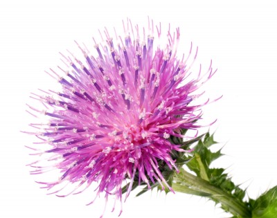 Mariendistel – Silybum marianum