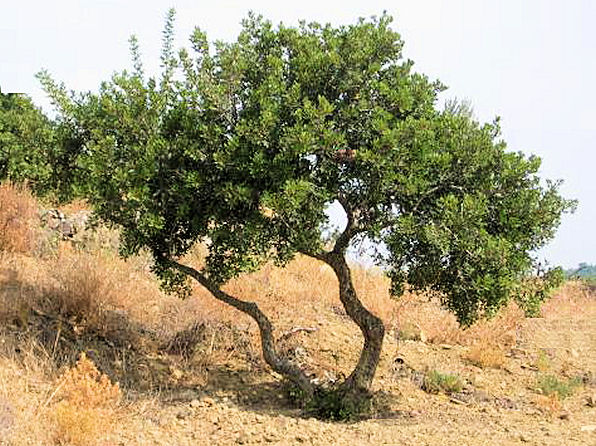 Mastix – Pistacia lentiscus