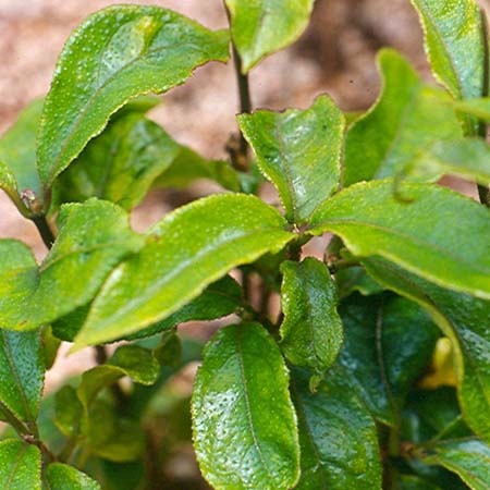 Morinda officinalis – Ba Ji Tian