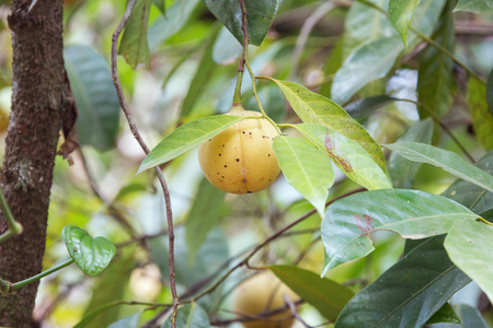Muskatnussbaum – Myristica fragrans