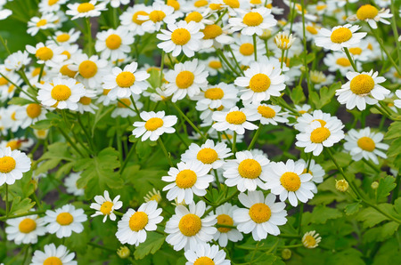 Mutterkraut – Tanacetum parthenium