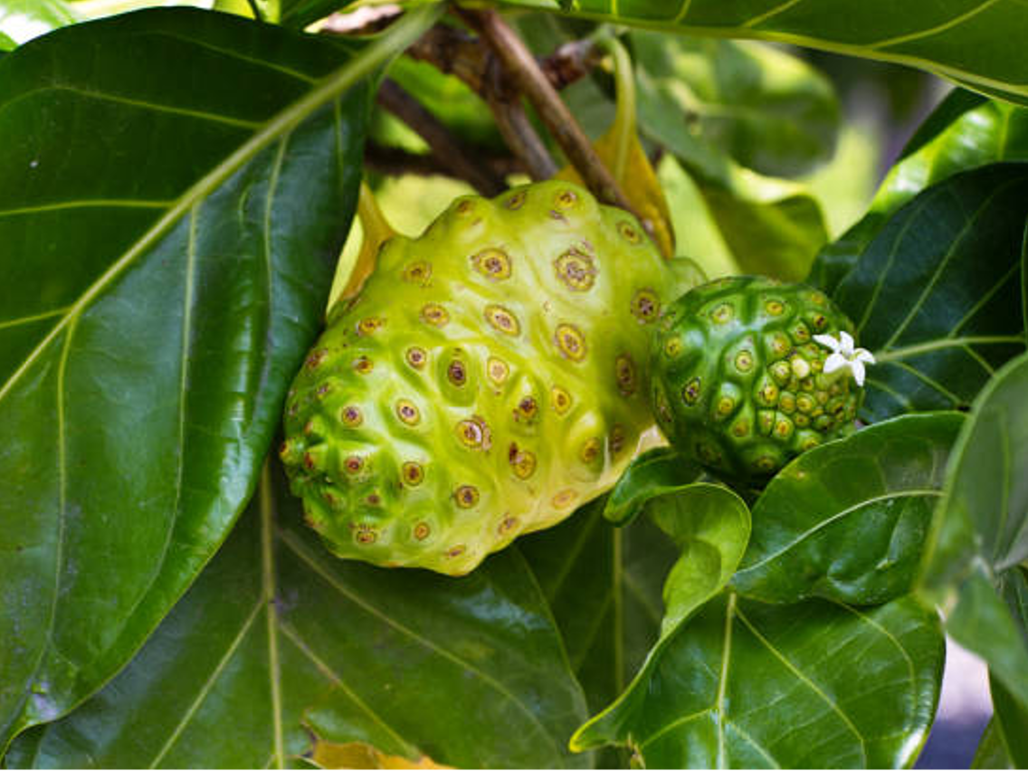 Noni – Morinda citrifolia