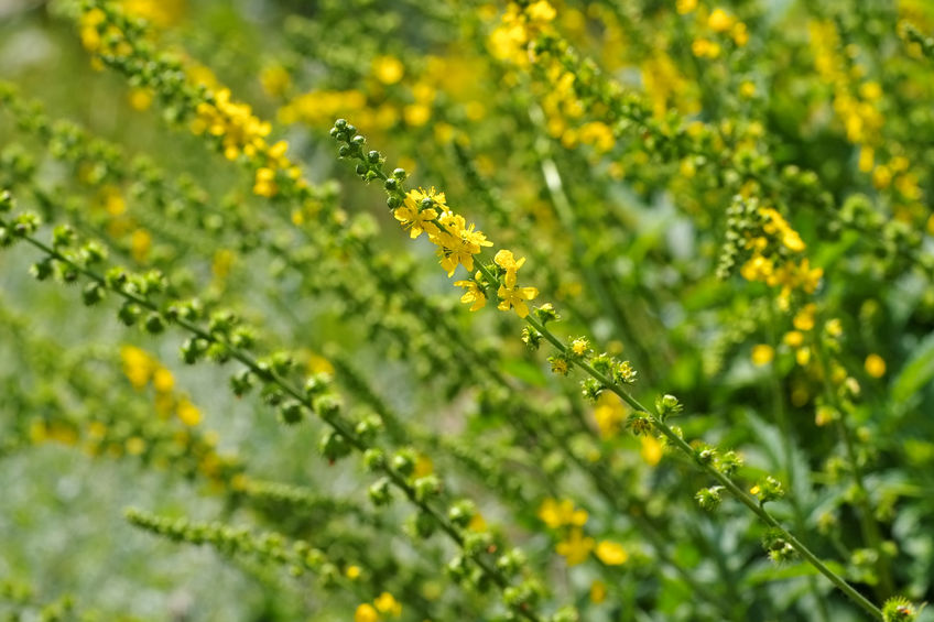 Odermennig – Agrimonia eupatoria