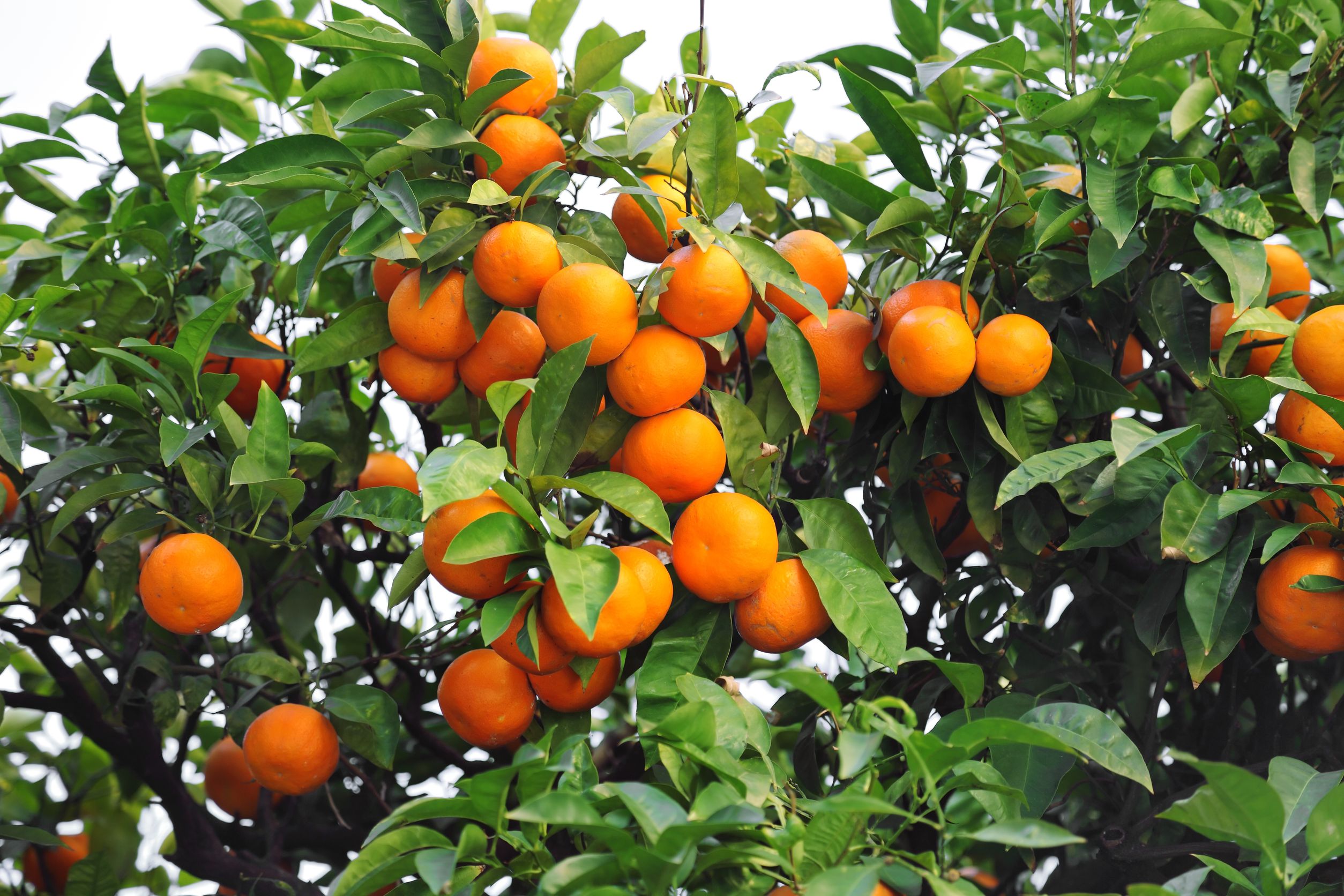Orangenbaum – Citrus sinensis