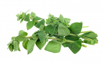 Oregano – Origanum vulgare