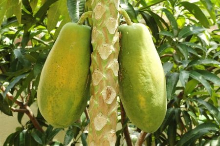 Papaya – Carica papaya