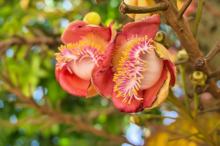 Paranuss – Bertholletia excelsa