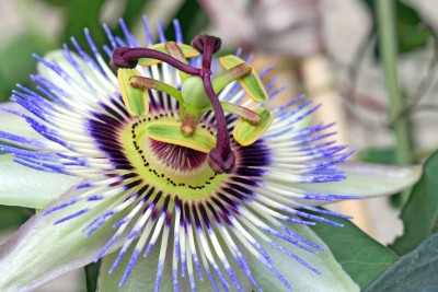 Passionsblume – Passiflora incarnata