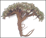 Pasuchaca – Geranium dielsianum