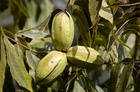 Pekannuss – Carya illinoinensis