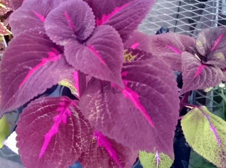Perilla – Perilla frutescens