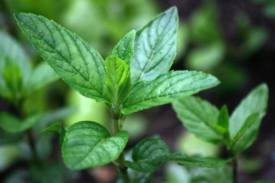 Pfefferminze – Mentha piperita
