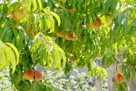 Pfirsichbaum – Prunus persica