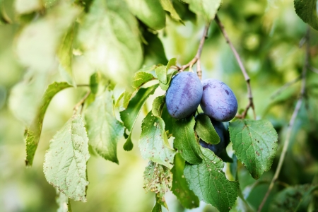 Pflaume – Prunus domestica