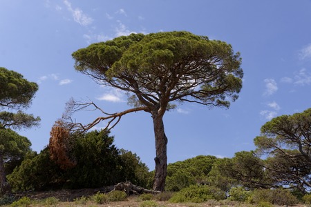 Pinienkerne – Pinus pinea