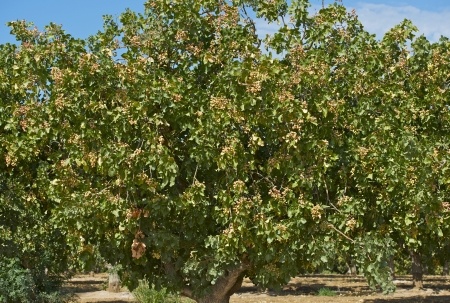 Pistazie – Pistacia vera