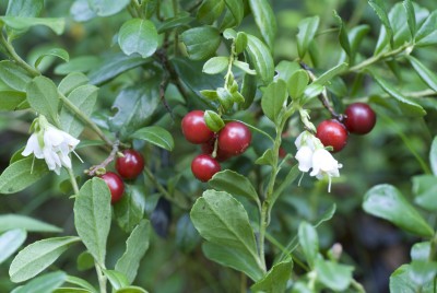 Preiselbeere – Vaccinium vitis-idaea