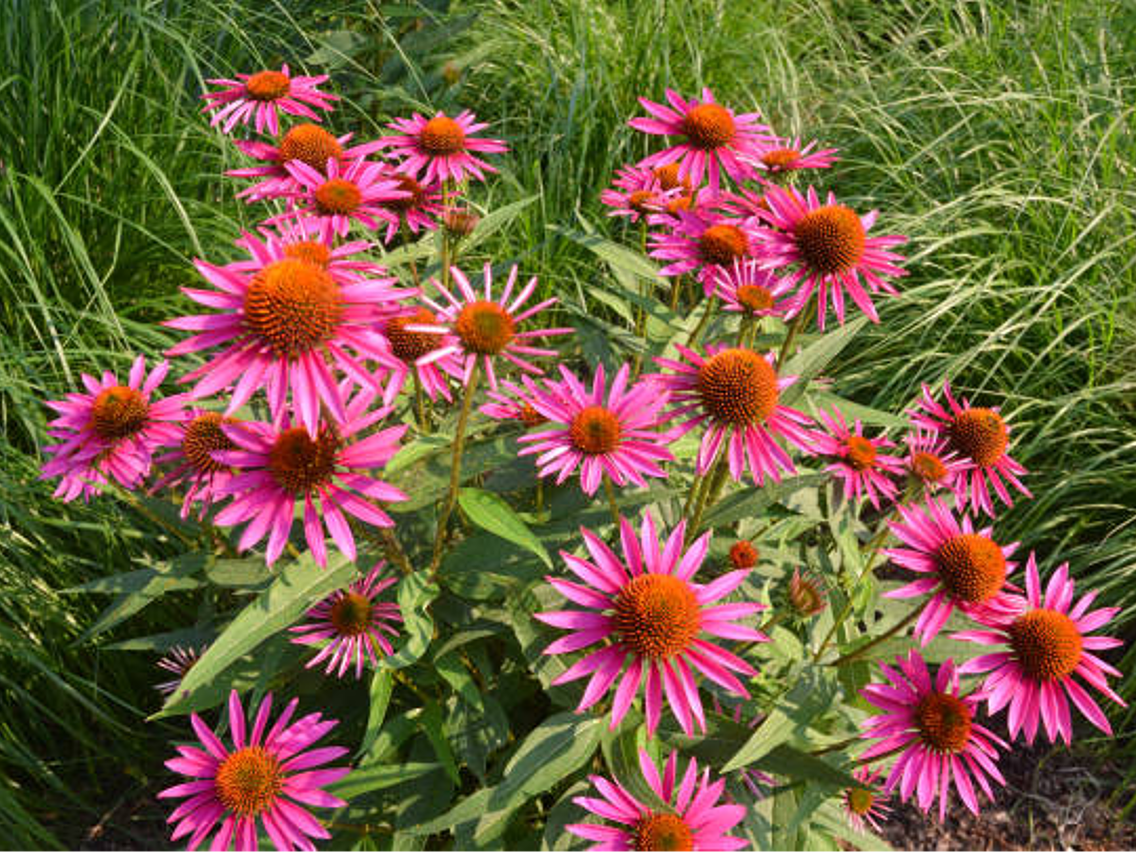 Purpur-Sonnenhut – Echinacea purpurea
