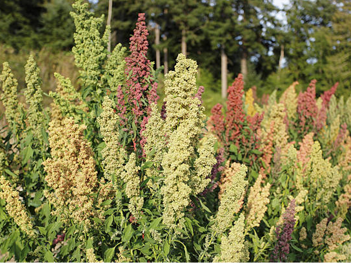 Quinoa – Chenopodium quinoa