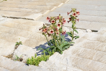 Rehmannie klebrig – Rehmannia glutinosa