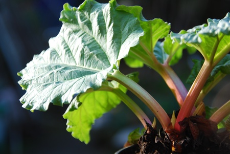 Rhabarber – Rheum rhabarbarum