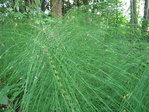 Riesenschachtelhalm – Equisetum giganteum