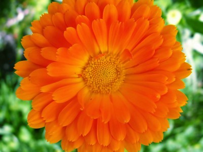 Ringelblume – Calendula officinalis