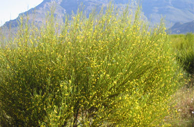 Rooibos – Aspalathus linearis