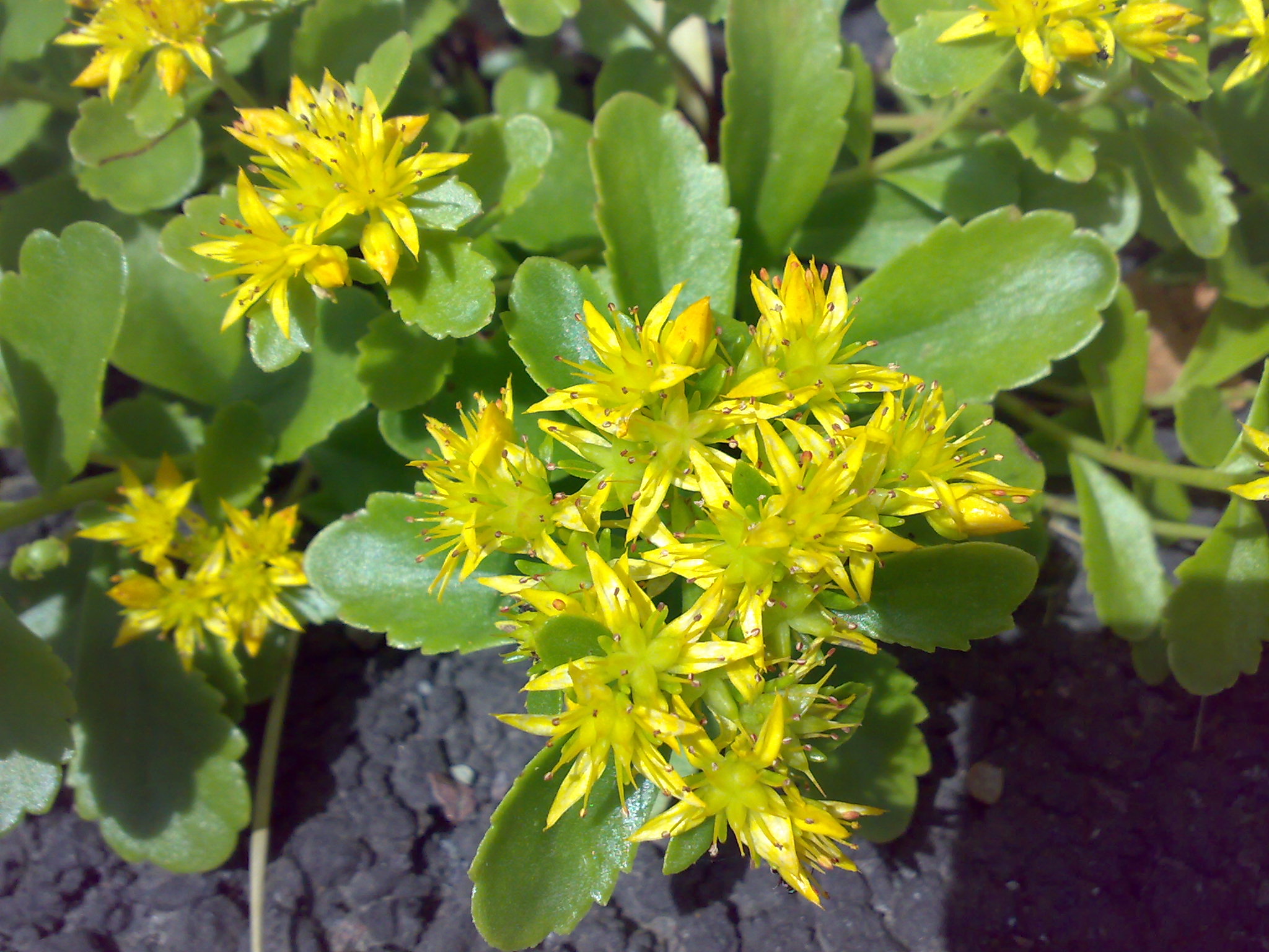Rosenwurz – Rhodiola rosea