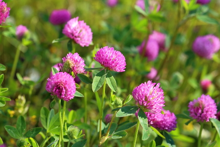 Rotklee – Trifolium pratense
