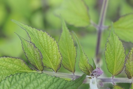 Rotwurzel-Salbei – Salvia miltiorrhiza